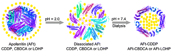 Schematic illustration of the pH-mediated encapsulation of cisplatin (CDDP), carboplatin (CBDCA), or oxaliplatin (LOHP) by apoferritin (AFt) via an unfolding–refolding process.