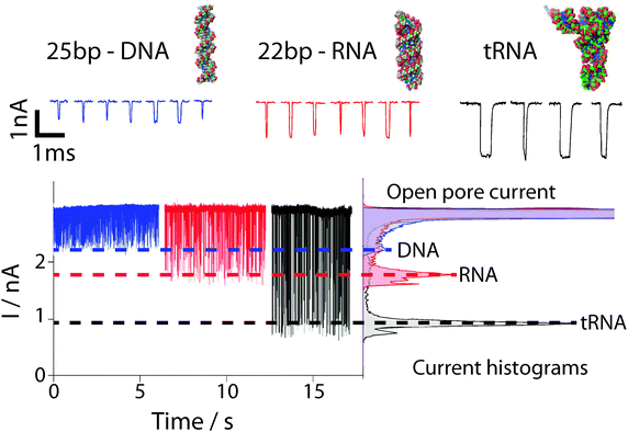 Examples of current time traces for 25-bp dsDNA (blue), 22-bp dsRNA (red) and phenylalanine tRNA (black) measured using a 3 nm diameter pore in a 7 nm thick silicon nitride membrane are shown. The concentration for each sample was approximately 80 fmol μl−1. The data shown above nicely demonstrate how analytes with different size and structure result in different blockade amplitudes and blockade times. The mean translocation times for the DNA, RNA and tRNA molecules are 20 μs, 50 μs and 1.04 ms. The histogram clearly shows that these samples can be distinguished in a complex population. Figure adapted from Wanunu et al.1