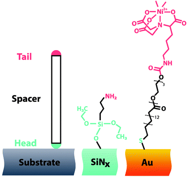 (left) Typical surface modifications are generated using compounds consisting of tail, spacer and head groups. The head group chemisorbs or immobilizes the molecule to the surface and determines the lateral interactions between adjacent molecules. The spacer controls the length and minimizes steric interactions, and can contribute to intermolecular interactions. Finally the tail provides chemical functionality. Two examples of nanopore surface modifications include (middle) (3-aminopropyl)triethoxysilane (APTES)42 and (right) SC15EG3-NTA.33