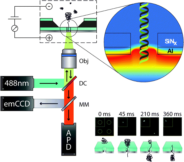 (left) Schematic diagram of the optical setup used for the detection of λ-DNA translocation events. The light from a 488 nm laser excitation source is reflected by a dichroic mirror (DC) situated at 45° and passes through the back aperture of a water immersion 60× objective (Obj). Depending on the optical configuration, this brings the light to a tight focus for single point confocal detection or alternatively wide field illumination can be used to image the entire membrane. Fluorescence from the analyte is then collected through the same Obj and DC. The fluorescence light is either reflected using a moving mirror (MM) on to an emCCD for imaging an array of pores or onto an avalanche photodiode detector (APD) for single point confocal imaging. (top right) False colour image highlighting the evanescent decay of the excitation light within the nanopore and local membrane surroundings. (bottom right) Fluorescence image sequence of two λ-DNA translocation events labelled with YOYO-1. The dotted circles in each frame denote the location of a nanopore. A schematic of the translocation process is also shown for each respective frame. Modified from Chansin et al.58
