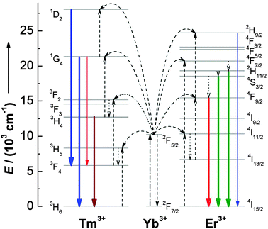 Proposed upconversion mechanisms for Er3+–Yb3+ and Tm3+–Yb3+ couples under 980 nm diode laser excitation. The dash-dotted, dashed, dotted, and full arrows represent photon excitation, energy transfer, multiphonon relaxation, and emission processes, respectively. Only visible and NIR emissions are shown here. (Reprinted with permission from ref. 77. Copyright 2008, American Chemical Society.)
