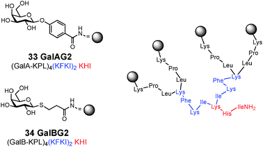 Structure of glycopeptide dendrimer inhibitors of P. aeruginosa biofilms.
