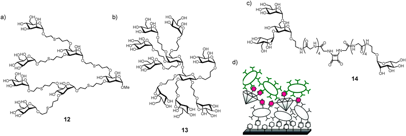 Examples of various multivalent glycoconjugates inhibiting type 1 fimbriae-mediated bacterial adhesion. (a) Octopus glycosides 12; (b) glycodendrimer 13; (c) bifunctional ligand 14 to test multiple binding sites on FimH; (d) glyconanodiamonds to remove pathogenic bacteria from polluted water sources, a sandwich assay is displayed, utilizing two different bacterial strains.