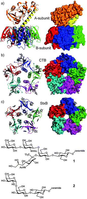 (a) Cholera toxin (1S5F.pdb); (b) cholera toxin B-pentamer (CTB) with GM1 ligand 1 depicted as a stick structure (3CHB.pdb); (c) shiga-like toxin B-pentamer (VTB/StxB) with Gb3 ligand 2 depicted as a stick structure (1BOS.pdb).