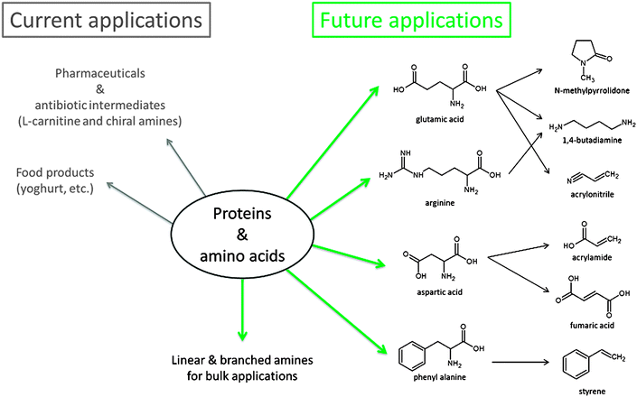 An overview of the present and potential future role of immobilised enzymes in the conversion of proteins and amino acids in the production of chemicals.