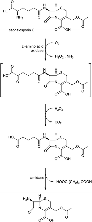 Preparation of 7-aminocephalosporanic acid from cephalosporin C using amino acid oxidase and amidase.