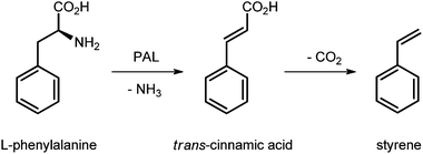 The application of PAL in the synthesis of styrene.