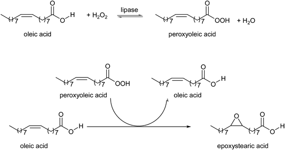 Chemo-enzymatic epoxidation of oleic acid, by Warwel et al.25