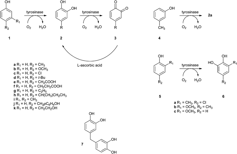 Oxidation of phenols by tyrosinase. Formation of the o-quinone could be reversed by adding ascorbic acid.