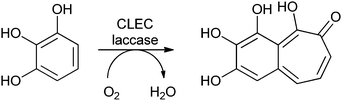 Conversion of pyrogallol to purpurogallin by cross-linked enzyme crystals of laccase.