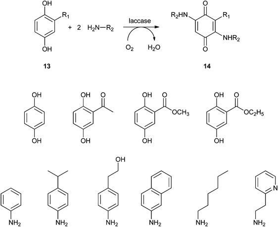 Laccase-mediated oxidation and amination of p-hydroquinones. The used p-hydroquinones are depicted on the second row, the amines on the third row.