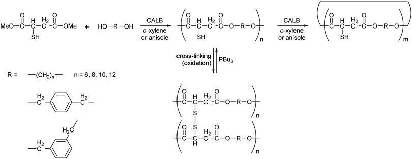 Formation of polymers of mercaptosuccinic acid and α,ω-diols by CALB. The polymer can be reversibly oxidised or converted into small cyclic oligomers by another treatment with CALB.