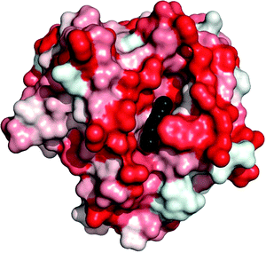 Rhizomucor miehei lipase (RML, PDB structure 4TGL). This form of the lipase is “open” and the co-crystallised inhibitor (black) is therefore visible in the active site. The intensity of red colour indicates hydrophobicity according to Eisenberg et al.10 The large hydrophobic area around the active site can interact with a hydrophobic phase, thus stabilising this form of the enzyme. The figure was constructed using PyMOL.
