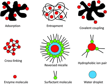 Schematic presentation of enzyme immobilisation methods and methods of using surfactants to solubilise enzymes in organic media.