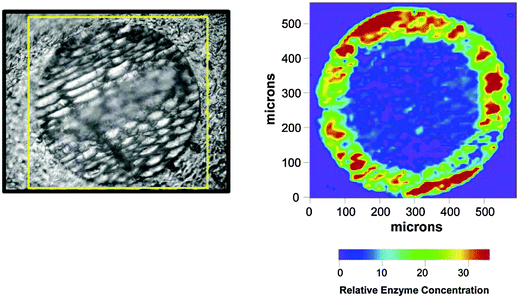 Visible light (left) and infrared (right) images of Novozym 435 (immobilised CALB) showing the uneven distribution of the lipase in the particles. Reprinted with permission from Mei et al. Biomacromolecules 2003, 4, 70–74. Copyright (2003) American Chemical Society.66