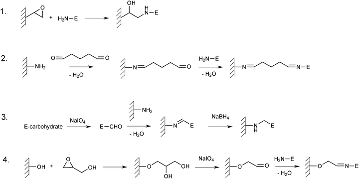 Covalent enzyme immobilisation methods. (1) Direct coupling to epoxy-activated support. (2) Glutaraldehyde-mediated immobilisation on a support containing amino groups. (3) Oxidation of the carbohydrate part of a glycosylated enzyme, and subsequent coupling to a support containing amino groups. (4) Glyoxyl activation of a hydroxyl group containing support and subsequent immobilisation of the enzyme.