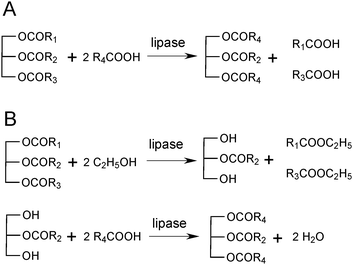 Lipase-catalysed preparation of structured lipids. (A) One-step acidolysis. (B) Two-step process. In the first step fatty acids in the sn-1,3 positions are removed by alcoholysis (as shown above) or by hydrolysis. After isolation, the 2-monoacylglycerol is esterified with the fatty acid to be incorporated.