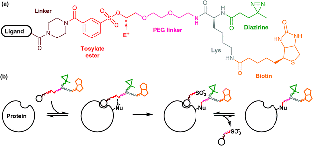 Regioselective covalent attachment of a PIC functionality using the method of Hamachi and co-workers: (a) the multifunctional labelling reagent. E+ denotes the electrophilic carbon of the tosylate ester linkage; (b) cartoon representation of the strategy, in which a nucleophilic group (Nu) attacks the tosylate ester to render a covalently-modified protein featuring diazirine and biotin groups.