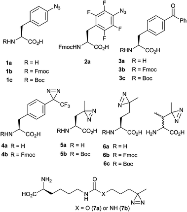 PIC UAAs and reported N-protected derivatives that have been incorporated within peptides/proteins.