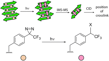 Schematic depicting generalised approach for determination of supramolecular structure in peptide aggregates. Photo-excitation of a site-specifically introduced diazirine results in covalent cross-linking. Cross-linked adducts are isolated by ion-mobility spectrometry (IMS) – mass spectrometry (MS) then sequenced by collision induced dissociation (CID) to identify cross-link position.