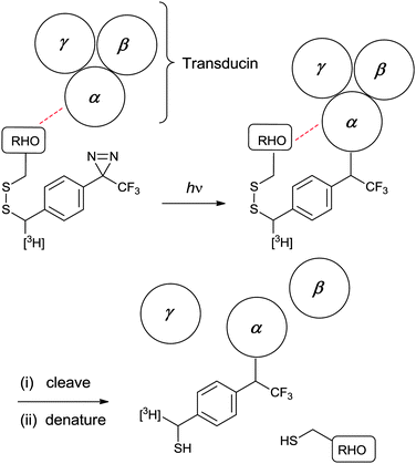 Label transfer strategy employed by Resek et al.50a to identify interactions between specific sites on rhodopsin (RHO) and subunits of transducin (α, β and γ). Photo-reactive rhodopsin constructs were prepared by treating different Cys mutants with a tritiated cross-linker. Following PIC, the disulphide bond was cleaved with 1,4-dithiothreitol and the sample was denatured. Gel electrophoresis with autoradiography enabled detection of the subunit(s) to which the label had been transferred.