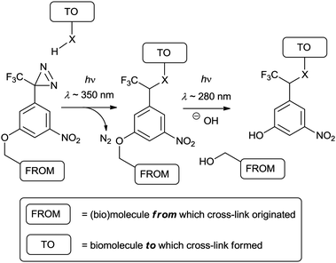 Label transfer method outlined by Nakanishi and co-workers that uses light to effect both cross-linking and cleavage. The result is a modified biomolecule carrying a 219 Da tag.