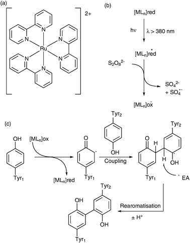 (a) Representative metal complex utilised in PICUP; (b) mechanism for the photo-oxidation of a generalised metal complex. [MLn] denotes a complex comprising a metal (M) co-ordinated by n ligands (L); the reduced starting form of the complex is denoted [MLn]red; the oxidised product is denoted [MLn]ox (c) plausible route for formation of a Tyr-Tyr cross-link in a PICUP experiment.