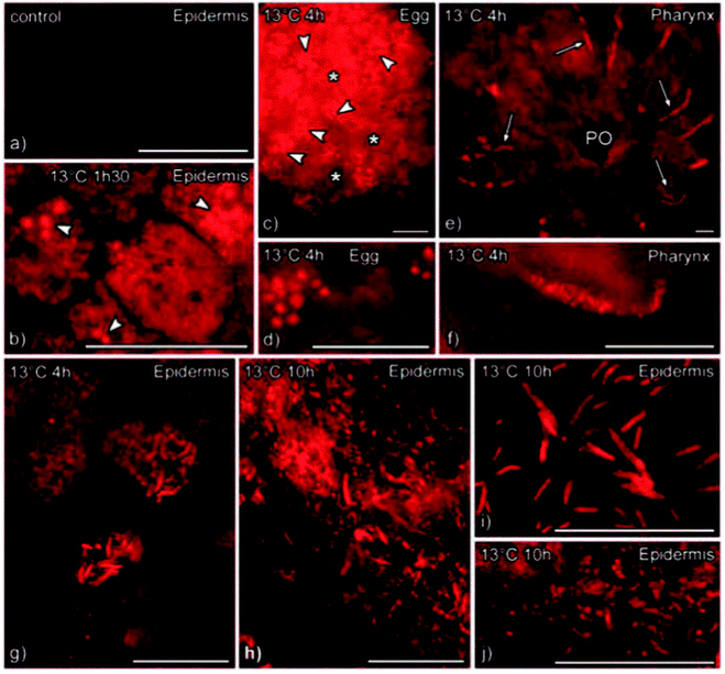 Fluorescent monomers as building blocks for dye labeled