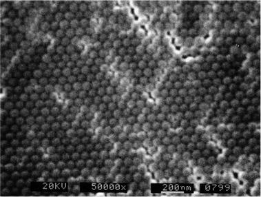 Fluorescent monomers as building blocks for dye labeled polymers