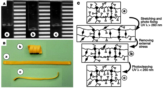 Light Triggered Self Healing And Shape Memory Polymers Chemical Society Reviews Rsc Publishing Doi 10 1039 C3cs35489j