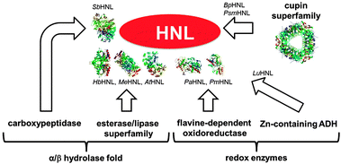 Convergent evolution of hydroxynitrile lyases (HNL). The X-ray structures have the Protein Data Bank ID: SbHNL: 1gxs, HbHNL: 3c6x, MeHNL: 1eb9, AtHNL: 3dqz, PaHNL: 3gdn, PmHNL: 3red. The cupin depicted is a decarboxylase with ID: 2uy9.
