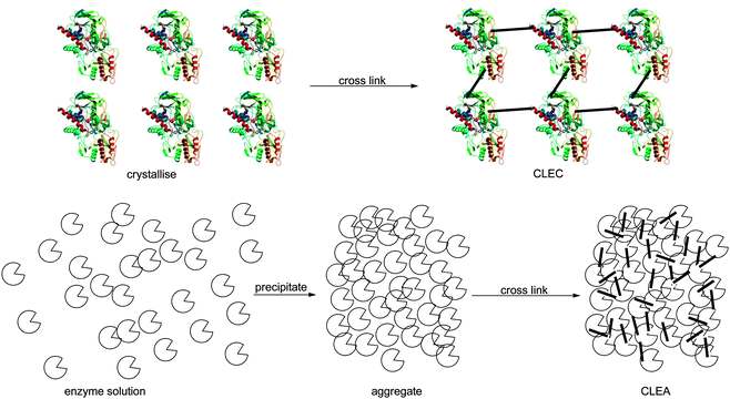 Carrier-free immobilisation of HNLs was performed with CLEC and CLEA methodology.