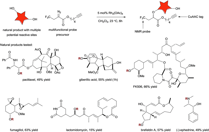 An assortment of complex natural products with diverse functionality can be converted to probe compounds in a single step using Rh-catalysed O–H and N–H insertion.