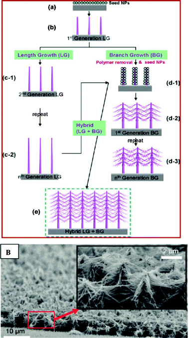 Hydrothermal synthetic strategies of inorganic