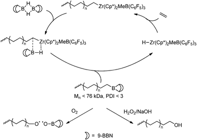 Functionalisation of polyethene with a terminal borane group and subsequent transformations into a hydroxyl functionality and a suitable initiator for radical polymerisation.