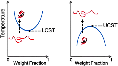 Schematic showing phase transition associated with LCST (lower critical solution temperature) and UCST (upper critical solution temperature) behaviour. Blue line represents the phase separation boundary, which produces a cloud point in solution.