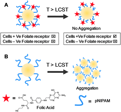 Influence of underlying surface chemistry on macroscopic properties of nanoparticles functionalised with thermoresponsive polymers. (A) Au nanoparticles with both PNIPAM and folic acid on surface. Upon heating above the LCST folate receptors are exposed. Tick indicates successful uptake into specified cells, and cross no uptake. No aggregation is observed above the LCST suggesting the hydrophilic folic acid provides colloidal stability; (B) Au nanoparticle prepared in same method as (A), but without folic acid. Upon heading above the LCST particles aggregate. Images related to data presented in ref. 10 (A) and ref. 44 (B).