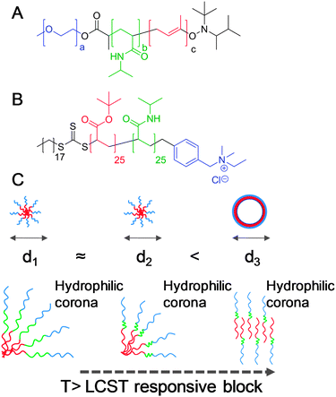 Morphology switching thermally responsive, self-assembled polymer micelles containing a permanently hydrophobic segment (red), permanently hydrophilic segment (blue) and a thermoresponsive block (green). (A) Poly(ethyleneoxide)-block-poly(NIPAM)-block-poly(butadiene); (B) poly(t-butylacrylate)-block-PNIPAM with quaternary ammonium end group; (C) sequence of events leading to morphology collapse, starting with a micelle with responsive corona: heating above the LCST leading to collapse of the responsive block and shrinkage (and shift in hydrophilic/hydrophobic ratio) followed by rearrangement to lower curvature vesicular morphology.
