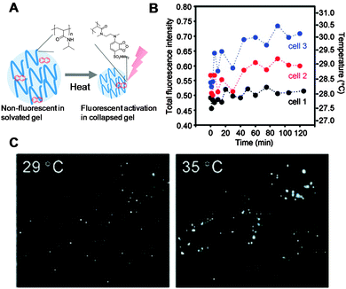 Intracellular thermometer based on solvochromic dye labelled PNIPAM nanogels. (A) Schematic of a thermoresponsive nanogel containing a solvochromic dye. Increasing temperature above LCST induces fluorescence emission due to an increase in hydrophobicity; (B) intracellular fluorescence measurements of individual cells exposed to Camptothecin, which leads to intracellular temperature changes; (C) fluorescence microscope images of cells incubated with nanoparticles at different temperatures demonstrating increased fluorescence at high temperatures. Figures B and C reprinted with permission from J. Am. Chem. Soc., 2009, 131, 2766–2767. Copyright (2013) American Chemical Society.20