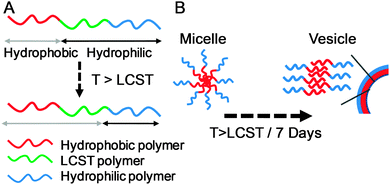 Concept of morphology-switching self-assembled block-copolymernanoparticles. (A) Triblock copolymer motif with defined hydrophobic, responsive and hydrophilic segments; (B) micelle to vesicle (bilayer) transition upon heating the responsive block above its LCST.