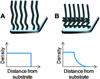 Generalised depictions of density (monomer unit concentration) profiles in polymer brushes as a function of distance from the surface to which the chains are grafted. (A) Constant density with chain ends at equal distances; (B) variable density brushes with density decreasing above a critical distance.