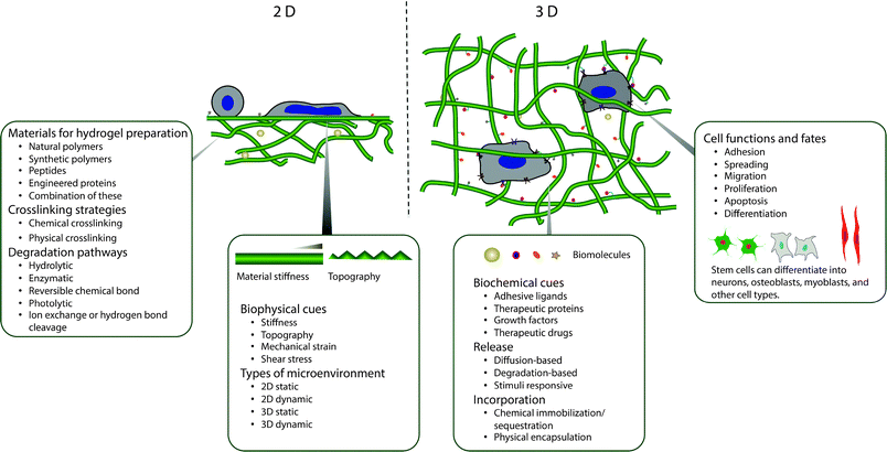 Overview. Degradable hydrogels can be used for orthogonal control of multiple properties in both two- and three-dimensional (2D and 3D) cellular microenvironments.