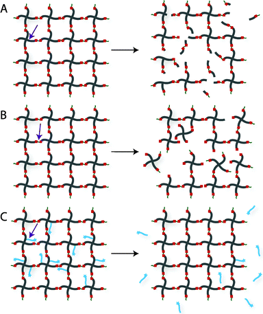 Degradation strategies for controlling hydrogel-based cell microenvironments. Chemically crosslinked hydrogels can be degraded via cleavage of (A) the polymer backbone, (B) crosslinker or (C) pendant group depending upon the chemistry used for hydrogel formation (choice of polymer, crosslinker, and crosslinking mechanism).