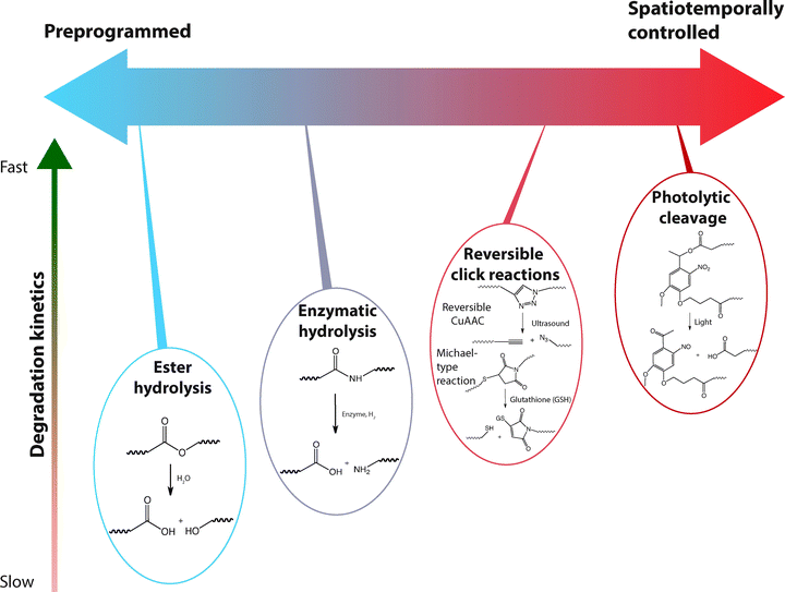 Selection of labile groups to control degradation rates. Chemically crosslinked hydrogels can be engineered to degrade at a preprogrammed, cell-dictated, or user-defined rate with varying degrees of spatiotemporal control.