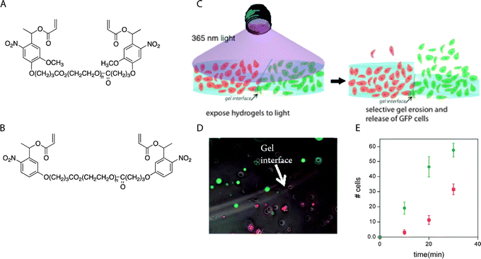 Selective cell release via photodegradation using differences in reactivity of o-nitrobenzyl groups. (A), (B) o-Nitrobenzyl linkers with different degradation kinetics were used to vary the degradation rate of adjacent hydrogels. (C) RFP-expressing hMSCs and GFP-expressing hMSCs were encapsulated within hydrogels made with (A) or (B), where the two hydrogels were in direct contact with each other (RFP = red fluorescent protein, GFP = green fluorescent protein). (D) The interface between hydrogels containing RFP- and GFP-expressing hMSCs was observed using optical microscopy. (E) Gels were exposed to light (10 mW cm−2 at 365 nm, 30 minute total duration), resulting in a biased release of one cell population over another (RGFP/RRFP ∼ 2.4) which was consistence with the degradation rate constants of (A) and (B) (kapp A/kapp B ∼ 2.5). Image reprinted from Griffin et al.280 with permission from American Chemical Society. Copyright (2012).