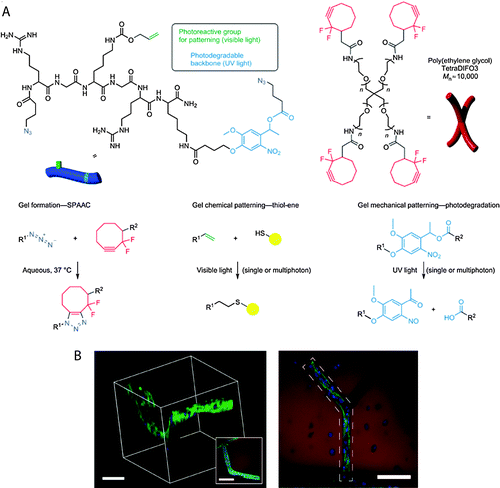 Spatiotemporal control of biochemical cues in 3D microenvironment. (A) Four-arm PEG functionalized with cyclooctyne was reacted with azide di-functionalized polypeptides via SPAAC reaction to form a hydrogel network via step-growth mechanism. A light-mediated thiol–ene reaction (cytocompatible 490–650 nm or 860 nm pulsed laser light) was used to immobilize cell adhesive thiol-functionalized peptides (RGD) using vinyl functionalities present on hydrogel network. Further, 3-D channels were degraded within the hydrogel using pulsed laser light (740 nm) via irreversible cleavage of nitrobenzyl ether moiety. (B) A cell-laden (3T3 fibroblasts) fibrin clot was encapsulated in the hydrogel (3D microenvironment). Biochemical (channel containing RGD noted by dashed polygon) and biophysical cues (photodegraded channel) were added to control 3T3 cell outgrowth in the presence of encapsulated hMSCs (right, top-down projection; left, 3D rendering). (Scale bar, 100 μm, hydrogel shown in red, F-actin in green and cell nuclei in blue) Image reprinted from DeForest et al.320 with permission from Nature publishing group. Copyright (2011).