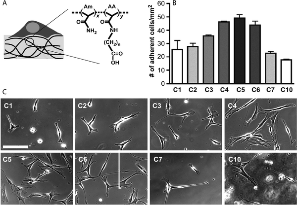 Modulation of cell adhesion and spreading in 2D microenvironment. (A) The hydrogels were prepared by copolymerizing acrylamide (Am) with acryloyl amino acid (AA) using a bis-acrylamide initiator. Depending upon the number of CH2 groups on the AA pendant chain (n = 1 to 10, referred as C1, C2,…,C10), the interfacial hydrophobicity of the hydrogel varied, with water contact angle ranging from 26° to 85° (sessile drop method, 20 °C). (B), (C) Non-monotonic dependence on the monomer side chain length was observed in cell adhesion and spreading of hMSCs on C1–C10 hydrogels (scale bar, 400 μm). Image reprinted from Ayala et al.323 with permission from Elsevier. Copyright (2011).