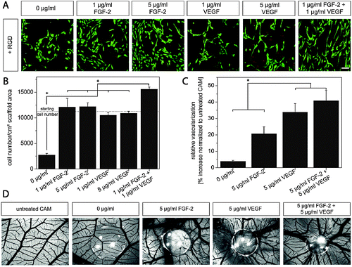 Dual growth factor delivery by sequestration in controlled cell microenvironments. (A) Human endothelial cells from the umbilical cord vein (HUVECs) on RGD-modified hydrogel substrates were presented with varying amounts of basic fibroblast growth factor (FGF-2) and vascular endothelial growth factor (VEGF) via sequestration. The enhanced cell survival and typical spindle-like morphology on the hydrogel substrate comprising the combination of FGF-2 and VEGF highlights the synergistic activity of both growth factors (fluorescence microscopy images after live/dead staining). (B) Further, HUVEC proliferation was enhanced by the dual presentation (MTT assay, day 3). (C) These hydrogels were placed onto the developing chicken embryo chorioallantoic membrane (CAM) from embryonic day 8 until day 12 to study the effect of growth factors on vascularization. An increased number of vessels within the site of gel transplantation was observed; (D) representative images indicate substantial angiogenic response to combined FGF-2 and VEGF delivery. Reprinted from Zieris et al.329 with permission from Elsevier. Copyright (2011).