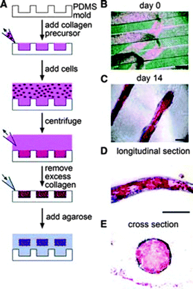 Stress gradients within hydrogels influence cell differentiation in three dimensions. (A) Schematics of the process for creating three-dimensional multicellular hydrogels and encapsulating human mesenchymal stem cells (hMSCs). Briefly, prepolymer type I collagen was added to PDMS molds and hMSCs were suspended, before polymerizing at 37 °C. Liquid agarose was added to the mold to encase the collagen hydrogel at 4 °C. (B) Phase image of hMSCs in three-dimensional structures at day 0. (C) The hydrogel constructs with encapsulated hMSCs were suspended in mixed media and after 14 days, the cells at the edge of the constructs differentiated down an osteogenic lineage (blue) and those at the center underwent adipogenesis (red) (oil droplets, alkaline phosphatase staining) (D) Longitudinal section and (E) cross-sections confirmed the patterning of lineage specification in a tension-dependent manner (scale bar, 250 μm). Reprinted from Ruiz et al.368 with permission from John Wiley and Sons publishing. Copyright (2008).