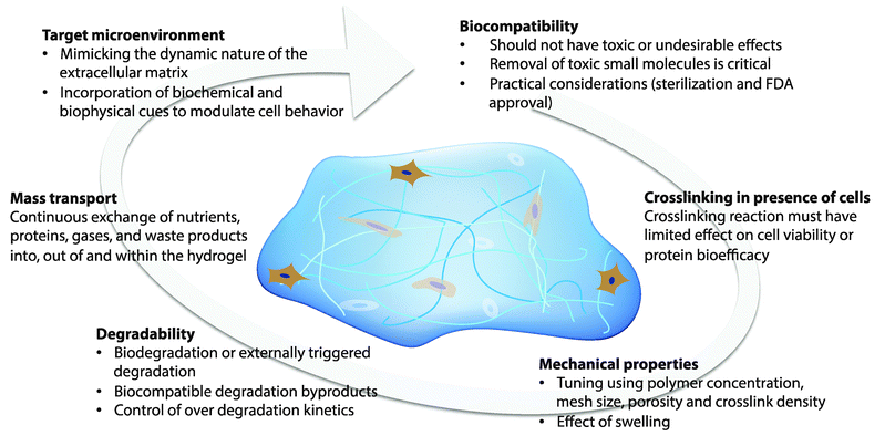 Design considerations. The design of hydrogels for orthogonal property control in cellular microenvironments is dictated by the biocompatibility, crosslinking in presence of cells or proteins, mechanical properties, degradability, mass transport properties, and target microenvironment.